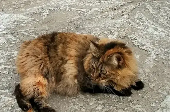 Пропала курильская кошка в Воскресенском районе, вознаграждение гарантирую!