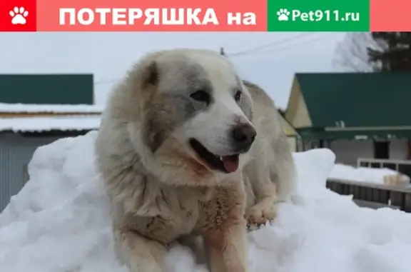 Пропала собака Алабай в Зоркальцево, Томская область