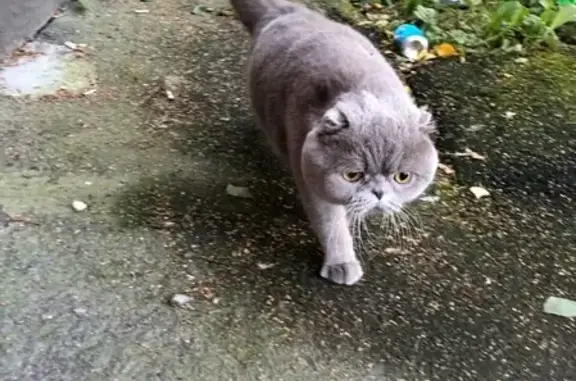 Найдена кошка на ул. Костюшко, 11 в СПб