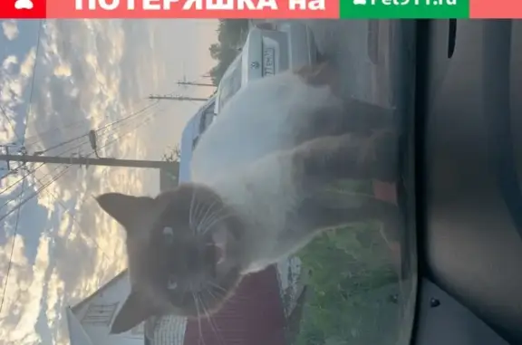 Пропал кот Семён в Новооктябрьском