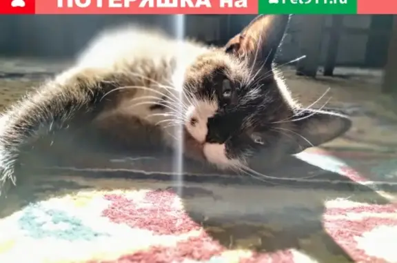 Пропала кошка Мышка в Батайске