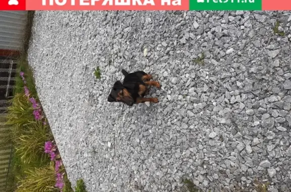 Найдена собака Ягтерьер в деревне Ново
