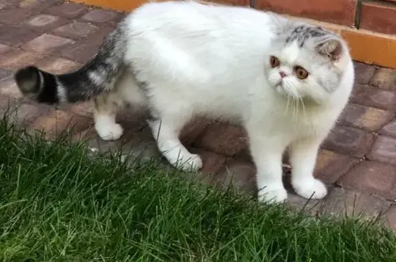 Пропала кошка в Малаховке, Экзотическая короткошёрстная, 1 год.