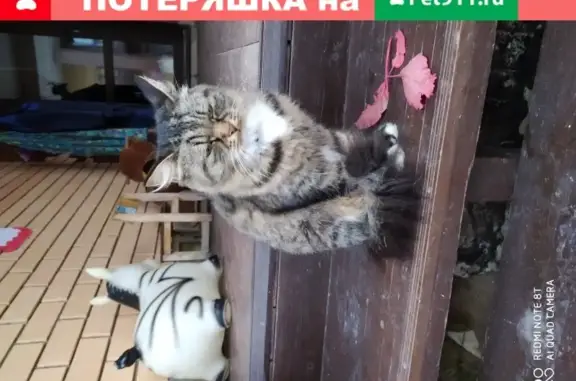 Найдена кошка на ул. Крылова, Соликамск