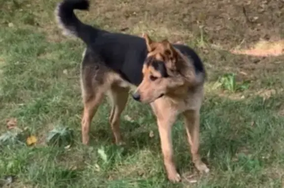 Найдена собака в парке района Сокол, Москва