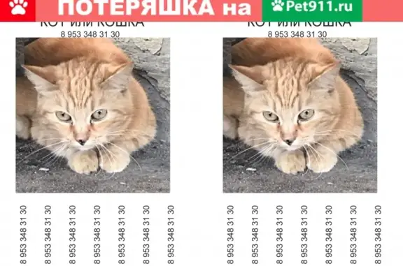 Найдена кошка в Красногвардейском районе, ул. Большая Пороховская 12/34