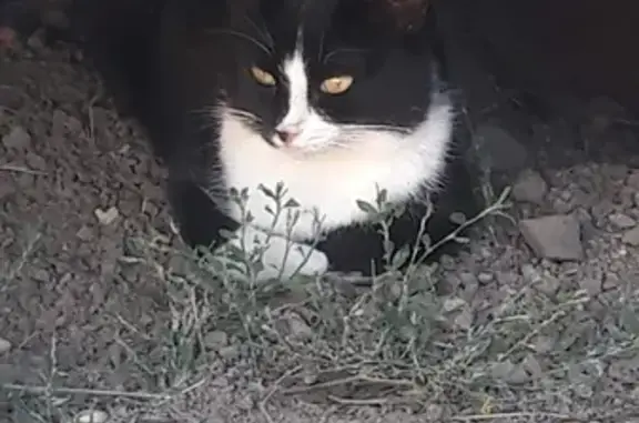 Кошка найдена возле реки в Красных пещерах, Симферополь