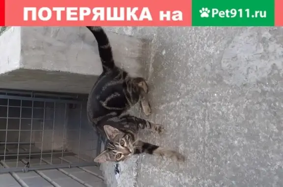 Найден домашний кот на ул. Кесаева, 14Б