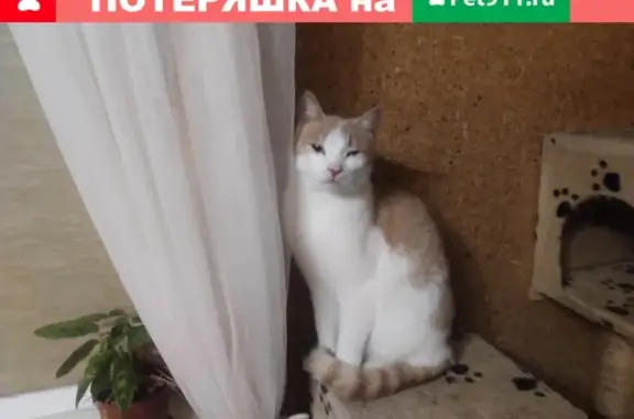 Найден кот на ул. Емельянова, 8-911-475-49-83