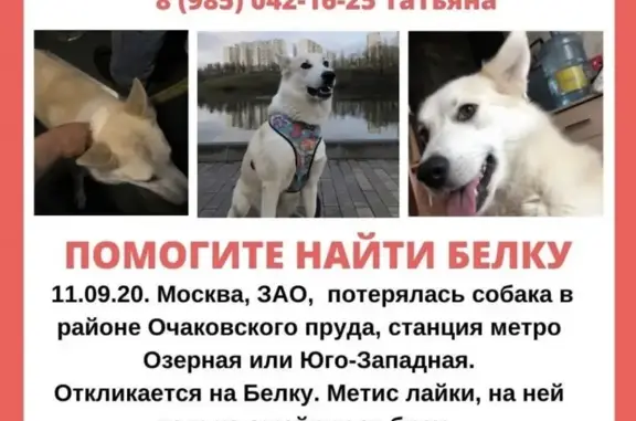 Пропала собака на улице Озёрной в Москве