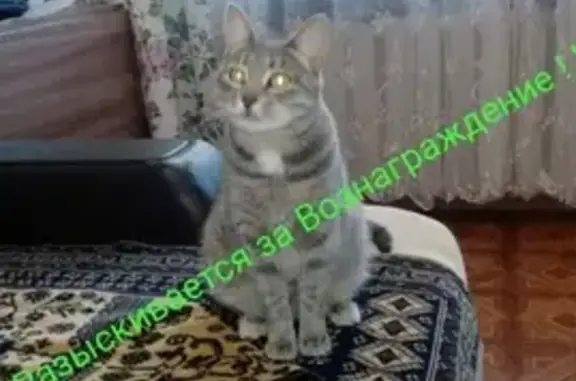 Пропала кошка Тишка в Казани, вознаграждение!