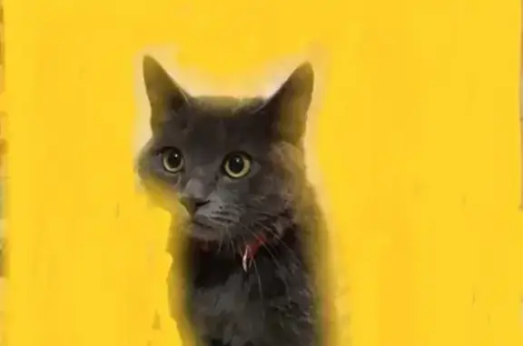 Найден серый котик в поселке Северный на ул. Молодежной