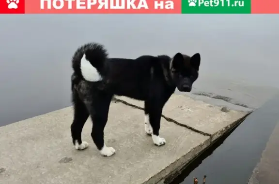 Пропала собака: американская акита в Дмитровском округе