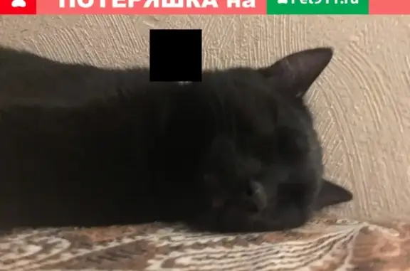 Пропала кошка в Реутове: Гладкая чёрная шерсть, зелёные глаза, возраст 1 год и 3 месяца, кличка Атом или Котик, стерилизована.