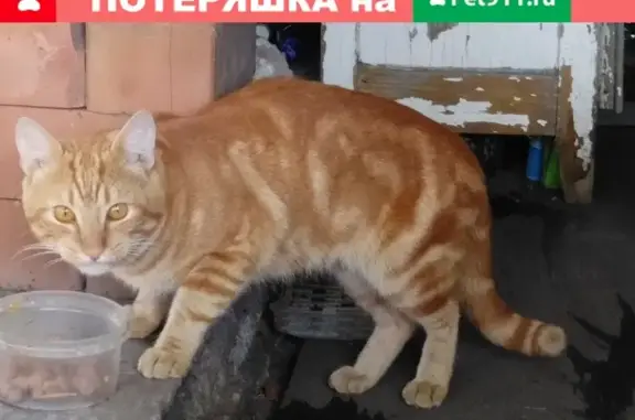 Найдена рыжая кошка с белой 