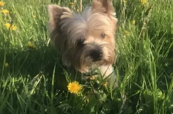 Собаки потеряшки, Калининград, фото: Потеряшка собака Дизель в посёлке Коврово