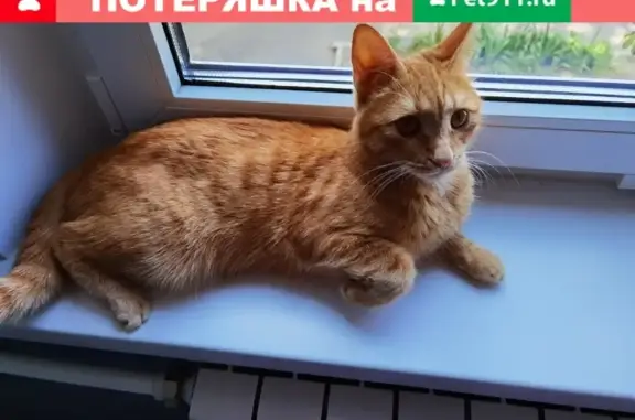 Пропал рыжий кот на ул. Курчатова, Волгоград
