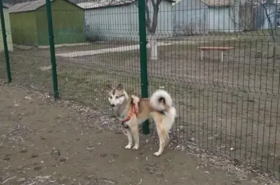 Пропала собака на Кузнецкой улице, Волгоград