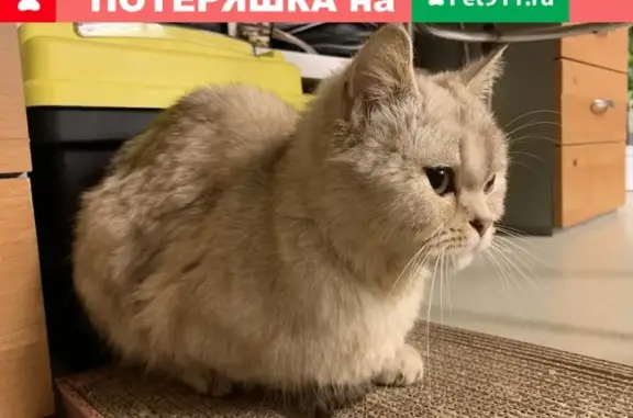 Найдена кошка на Волгоградском проспекте 120/2