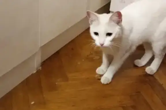 Найдена белая кошка возле дома на Тракторной, СПб