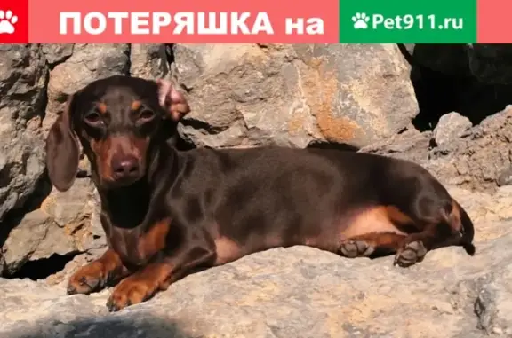 Пропала собака Такса в Судаке, улица Гагарина