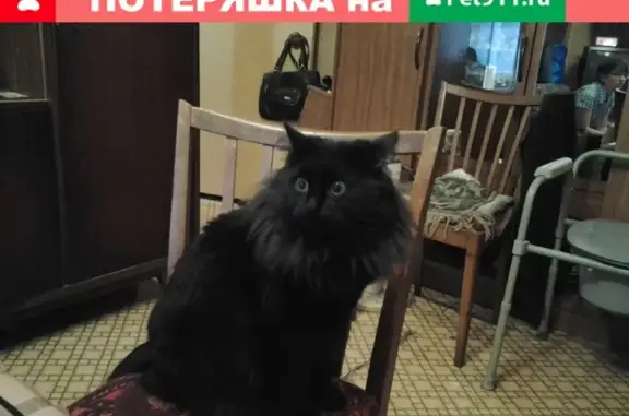 Кошки потеряшки, Москва, фото: Потеряшка кошка в Москве