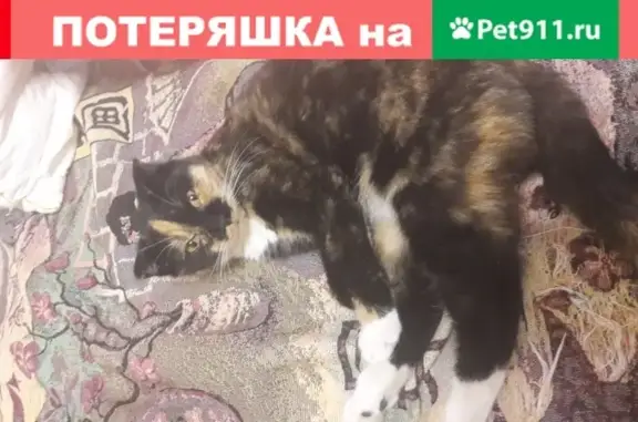 Найдена трехцветная кошка в Ростове, ул. Добровольского 36А