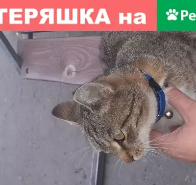 Найдена кошка на Технической, Казань