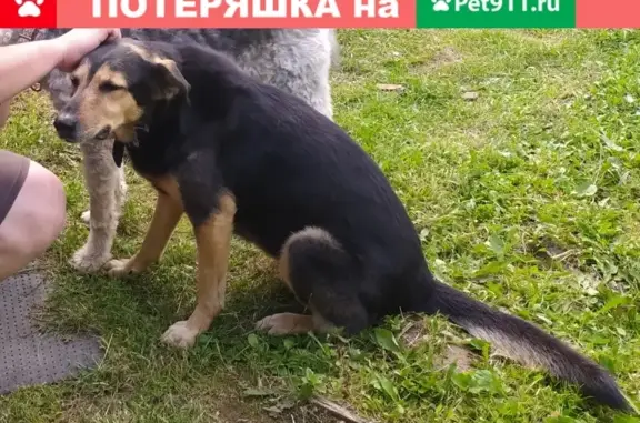 Пропала собака Метис в Москве