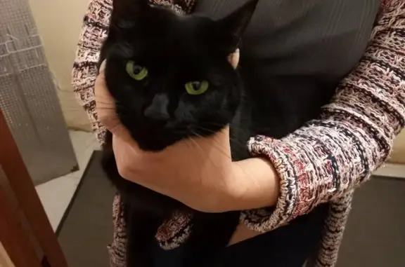 Найдена чёрная кошка на улице Терешковой