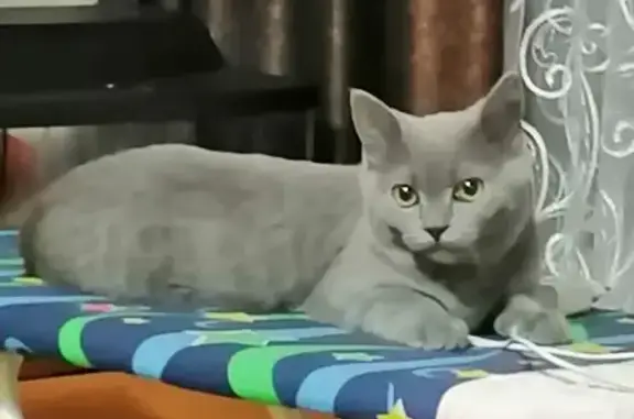 Кошки потеряшки, Набережные Челны, фото: Потеряшка котик в Набережных Челнах, садовое общество Прибрежный