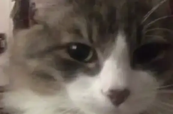 Потерянные животные Новосибирск, фото: Пропала кошка в Новосибирске