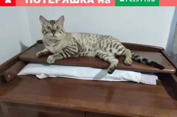 Пропал кот породы бенгал на Лучистой улице в Хабаровске
