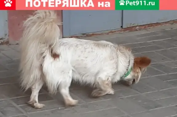 Найдена собака в Дубовом, Белгородская область