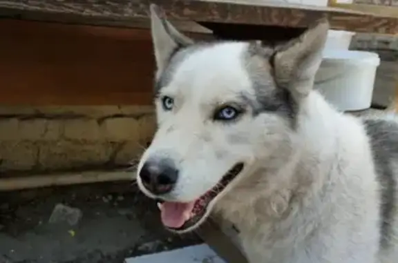 Собака найдена на ул. Циолковского 1, Волгоград
