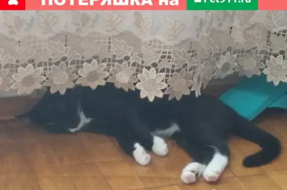 Пропала кошка Шузя в Белгороде, Солнечный район