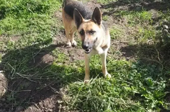 Найдена молодая собака в Грязновке, Нижегородская область