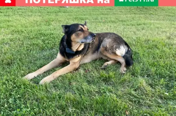 Собака Овчарка найдена около ЖК Символ Россия, Москва.