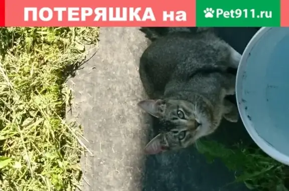 Пропала кошка Масик в мкр. Львовский, Подольск