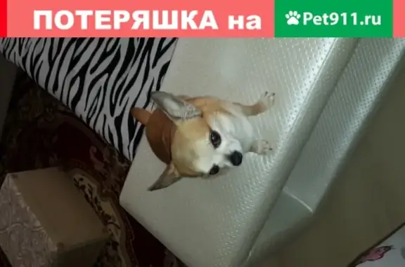 Пропала собака Чихуахуа в Михайловске, нужна помощь!