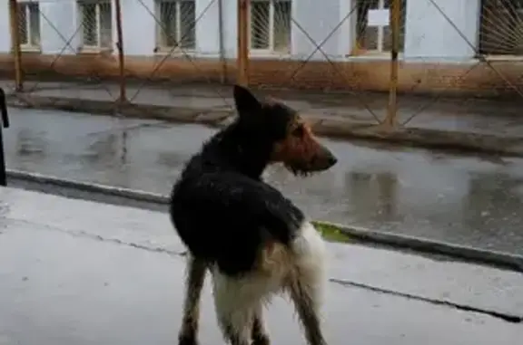 Собака на улице Куйбышева, 15А в Челябинске