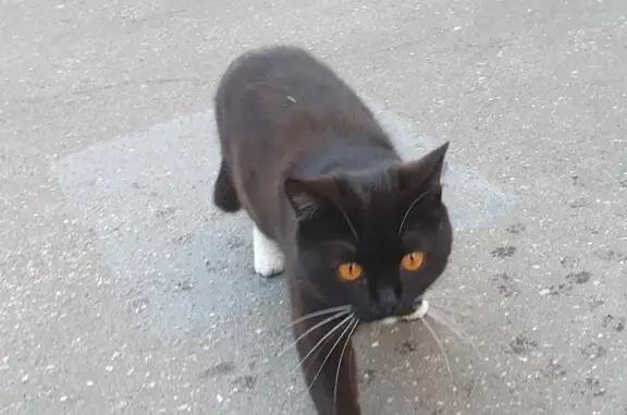 Найдена кошка на улице Намёткина, Москва