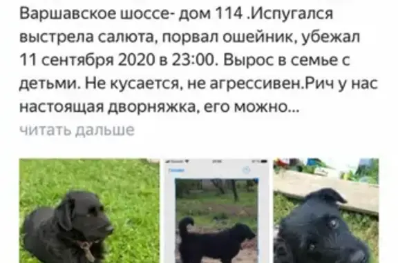 Пропала собака на Варшавском шоссе, 11.09.2020