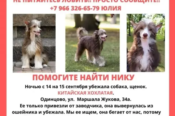 Пропала собака на ул. Маршала Жукова, 34А