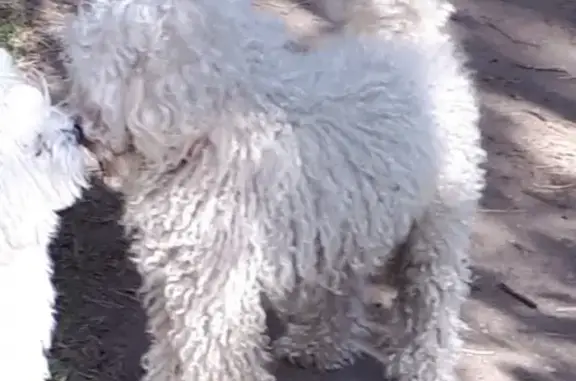 Найдена собака в поселке Зеленый с красным ошейником