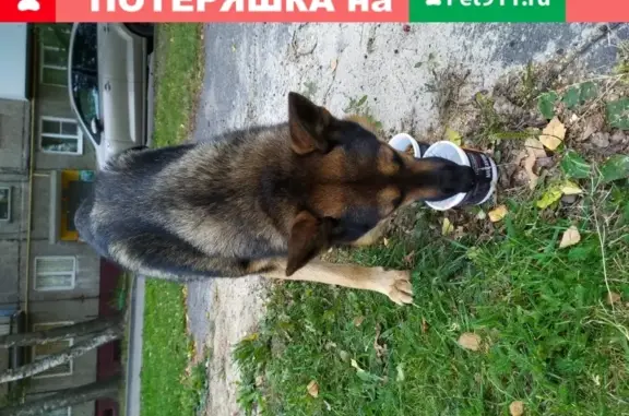 Собака на ул. Дьяконова, 2к2 в Нижнем Новгороде.