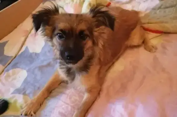 Собаки потеряшки, Ульяновск, фото: Потеряшка собака Боня на Тюленева, Ульяновск