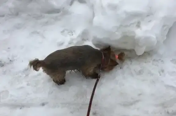 Пропала собака в Балашихе, улица Трубецкая 2