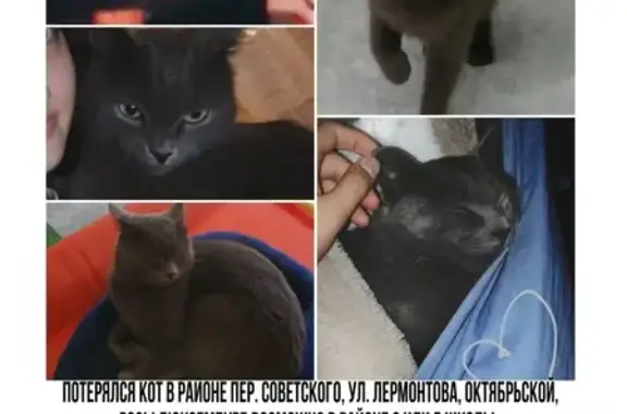 Пропала кошка Котик, адрес: Михайловск, ул. Лермонтова, 1А