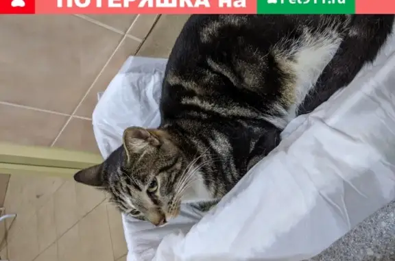Найден дымчатый кот на Васильевском острове